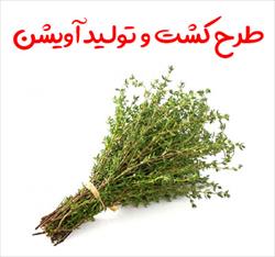 طرح کشت و تولید آویشن